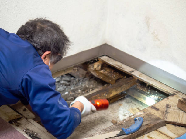 Best Emergency Mold Removal  in Goodrich, MI