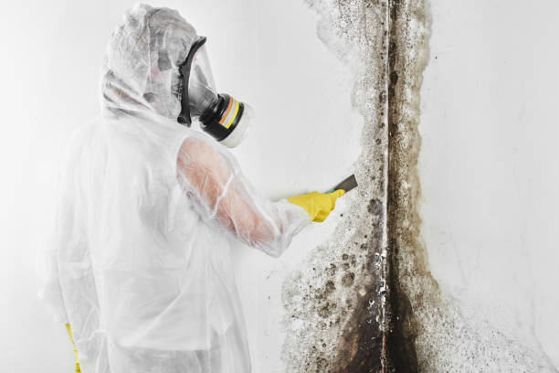 Best Emergency Mold Removal  in Goodrich, MI