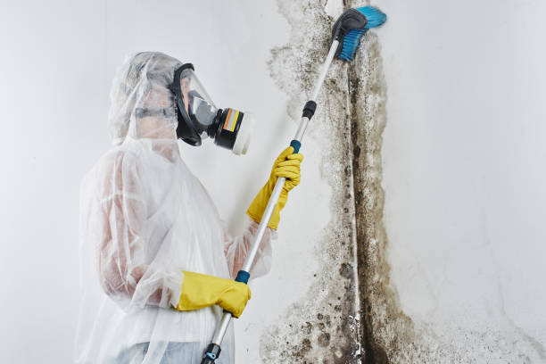 Best Mold Removal Company Near Me  in Goodrich, MI