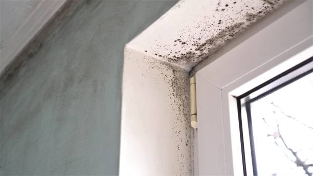 Best Mold Removal Process  in Goodrich, MI