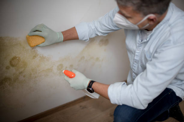 Best Toxic Mold Removal  in Goodrich, MI