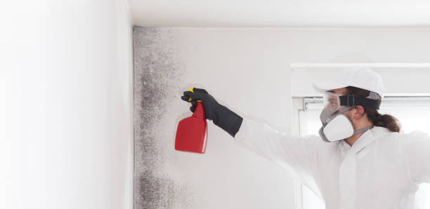 Mold Removal Process in Goodrich, MI