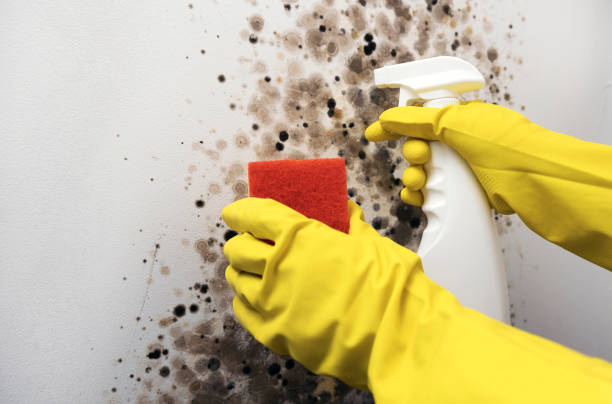 Best Local Mold Removal Service  in Goodrich, MI