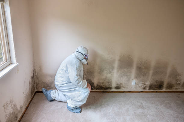 Best Local Mold Removal Service  in Goodrich, MI