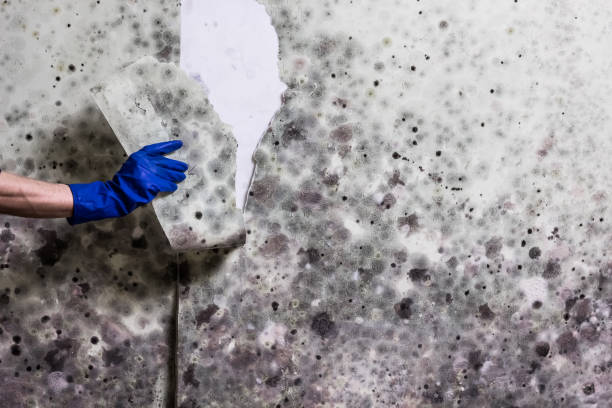 Best Commercial Mold Removal  in Goodrich, MI